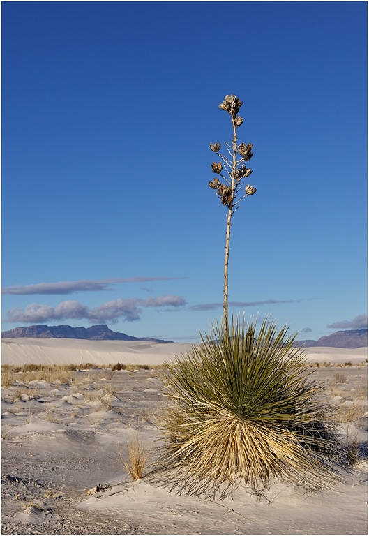 Soaptree Yucca gone to seed, White Sands, NM