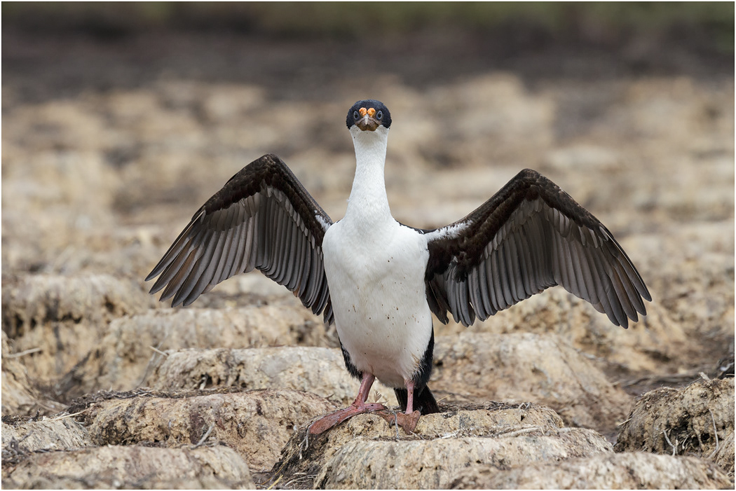 King Cormorant