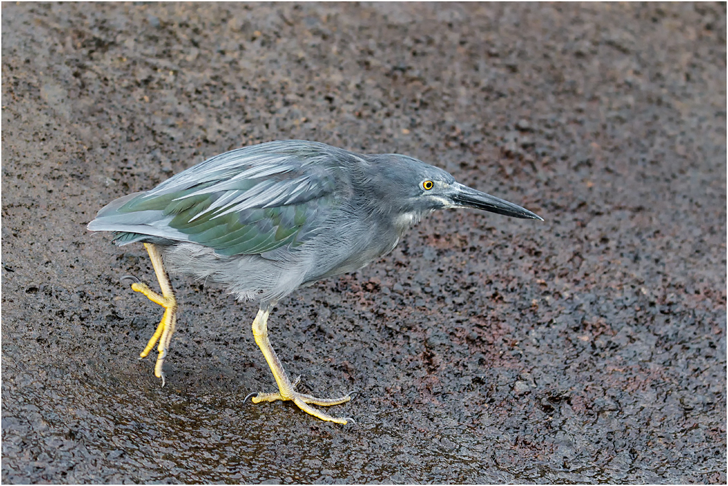 Lava Heron running, Galapagos Islands
