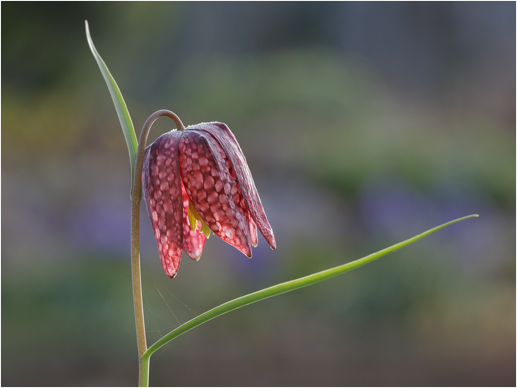 Snake's Head Fritillary