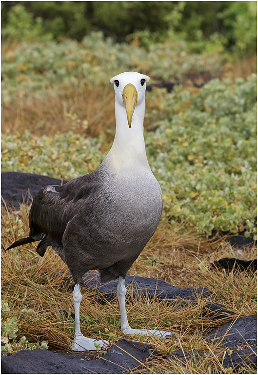 Waved Albatross, Española, Galapagos Islands