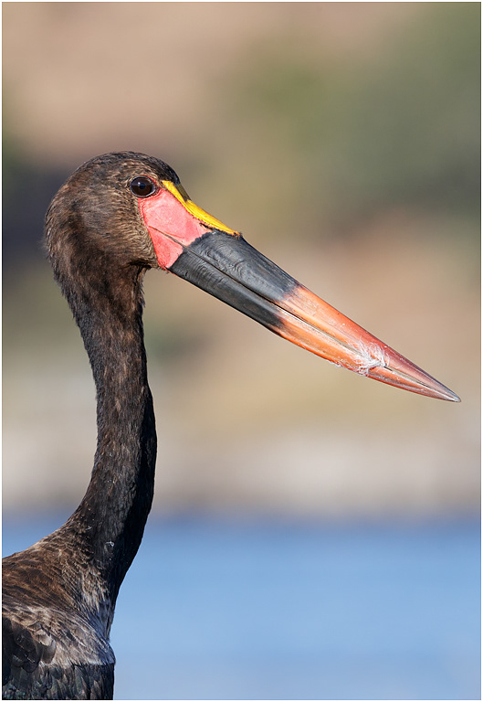 Saddle-billed Stork, Chobe River, Botswana
