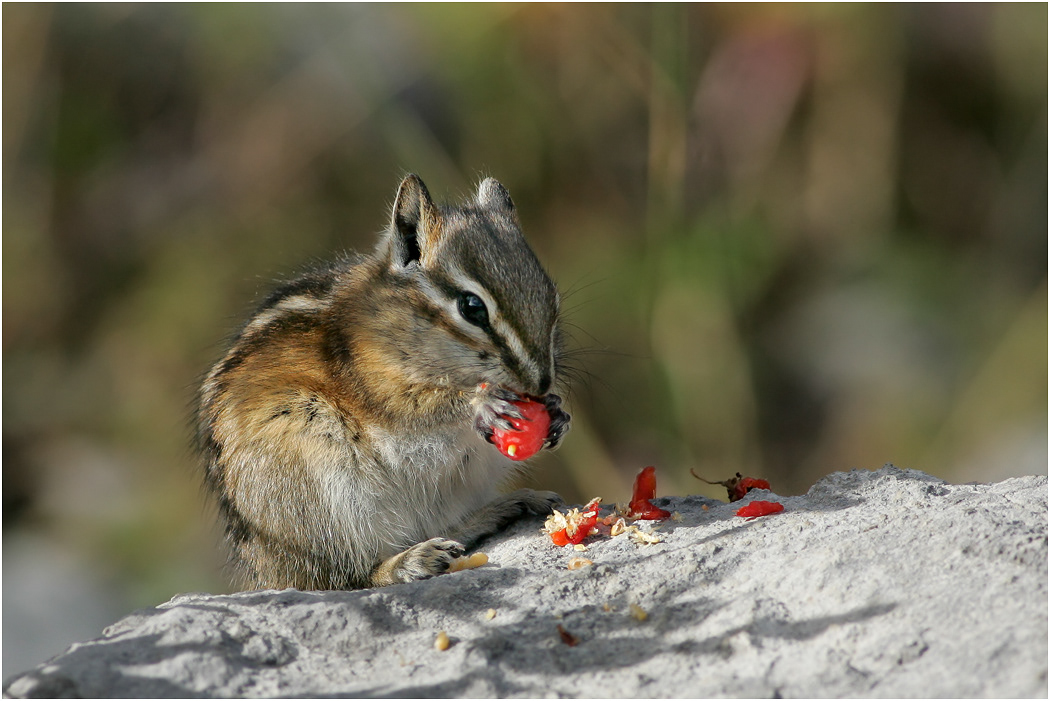 Yellow Pine Chipmunk, Alberta, Canada