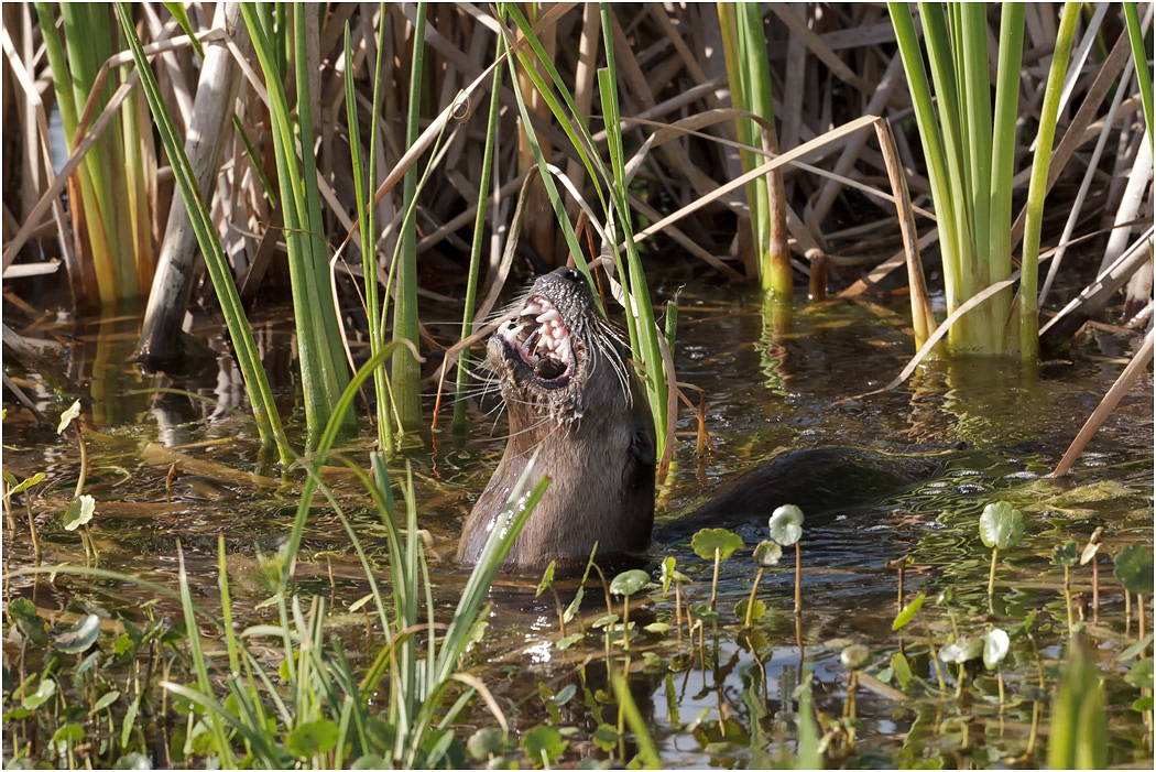 Otter, Florida, USA