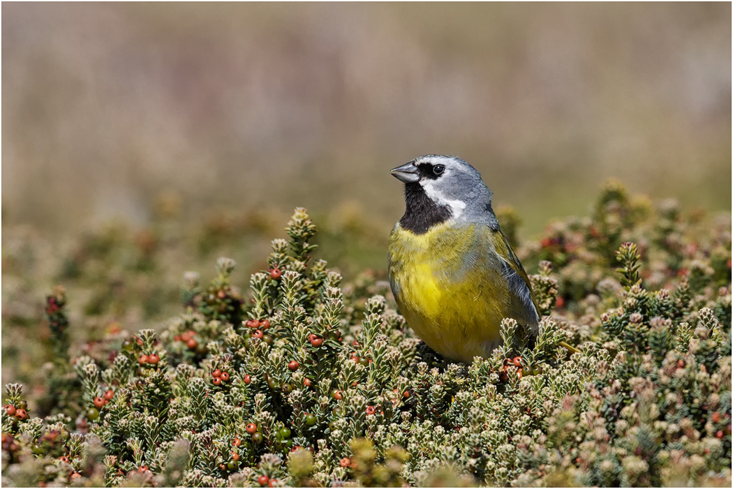 White-bridled or Black-throated Finch