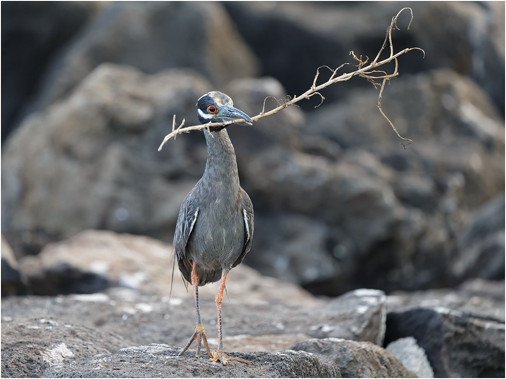 Yellow-crowned Night Heron, with twigs, Galapagos Islands
