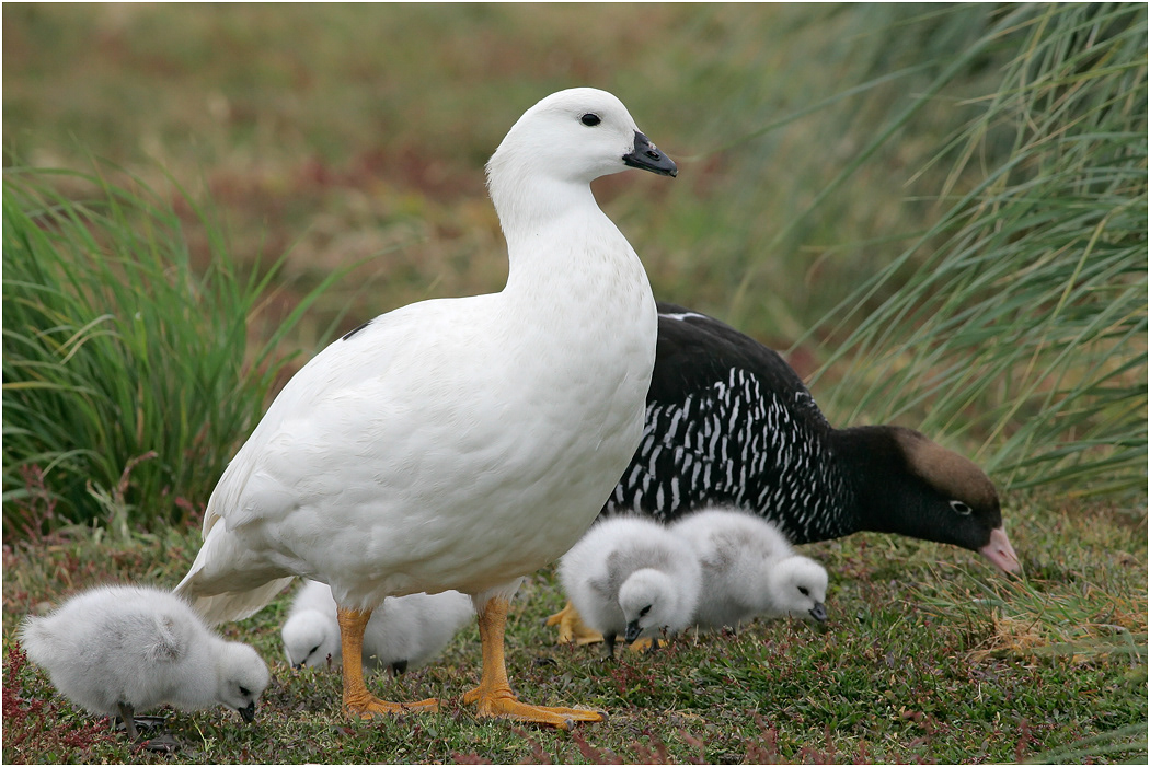 Kelp Goose family