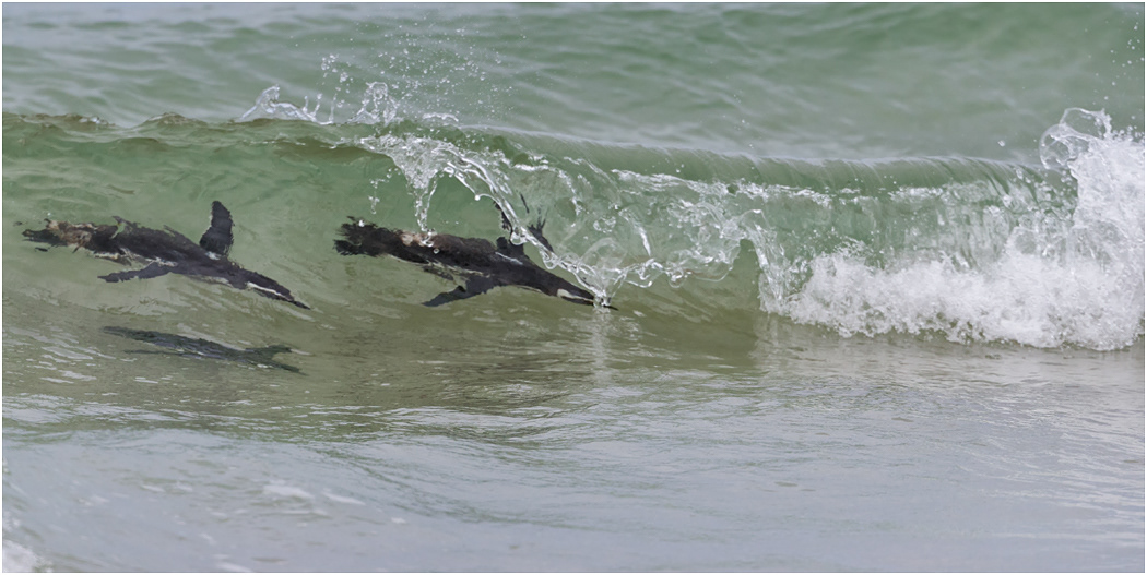 Magellanic Penguin trio swimming ashore