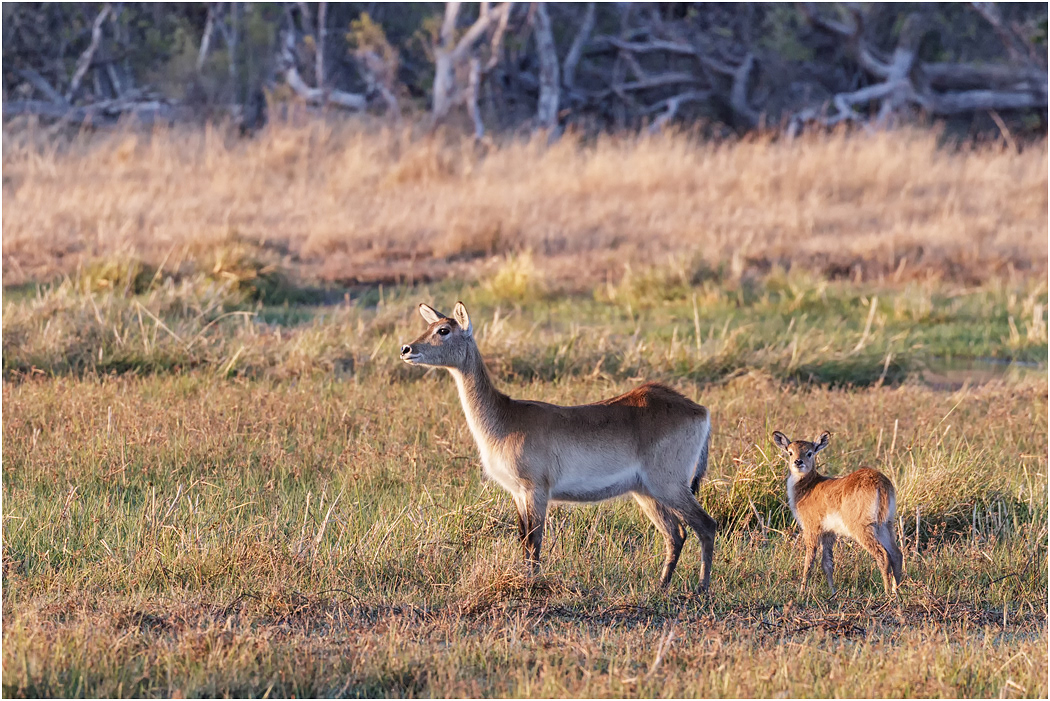 Red Lechwe female & fawn - Botswana