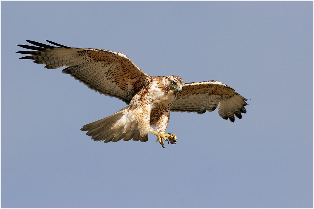 Immature Variable Hawk landing