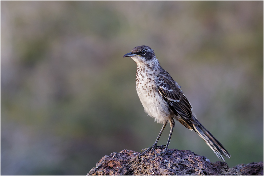 Galapagos Mockingbird