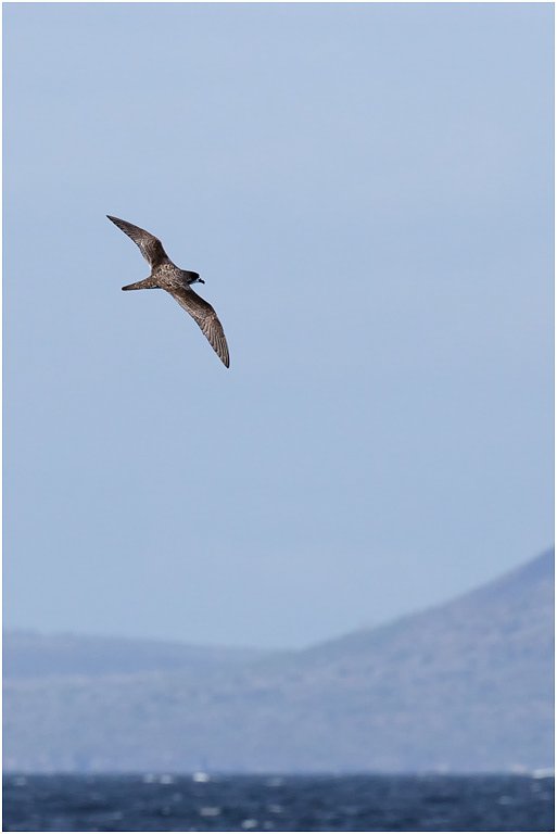 Galapagos Shearwater in flight