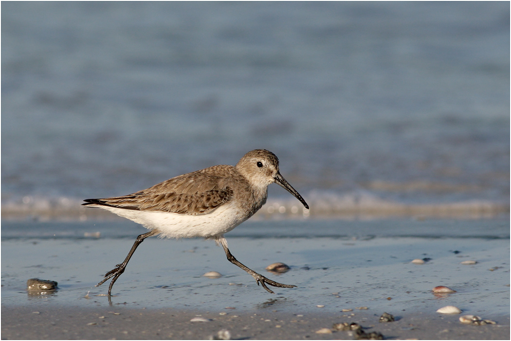 Dunlin, Winter plumage, Florida, USA