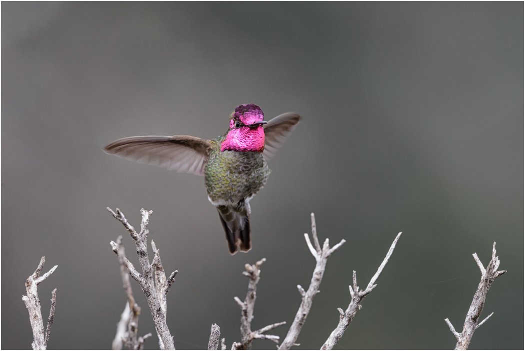 Anna's Humminbird, California, USA