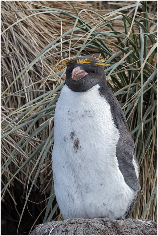 Macaroni Penguin