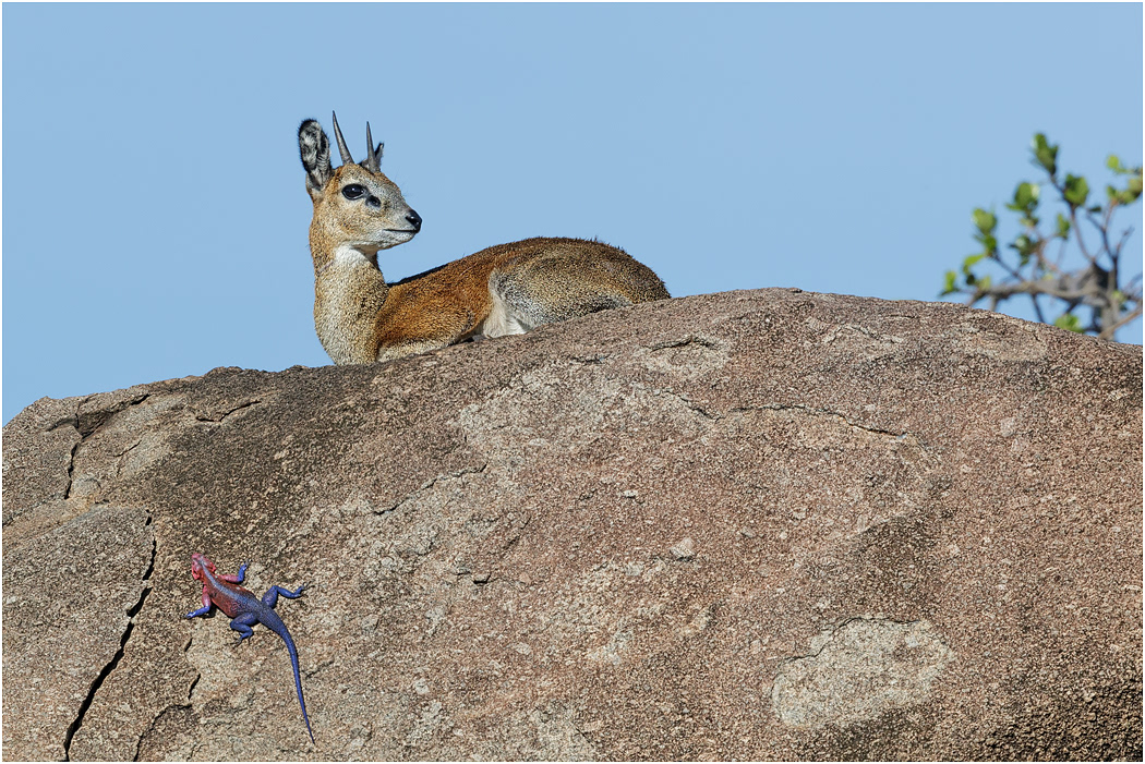 Klipspringer & Agama Lizard - Central Serengeti, Tanzania