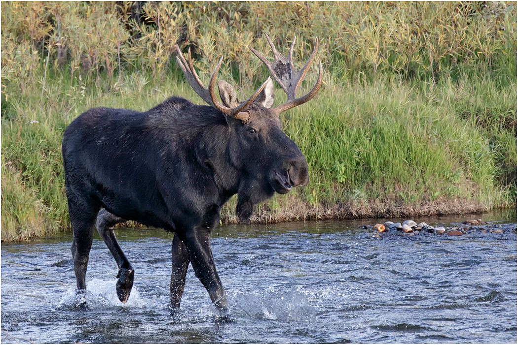 Bull Moose Crossing River, Teton NP, Wyoming, USA