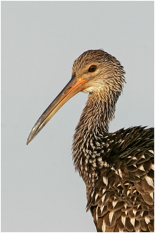 Limpkin, Florida, USA