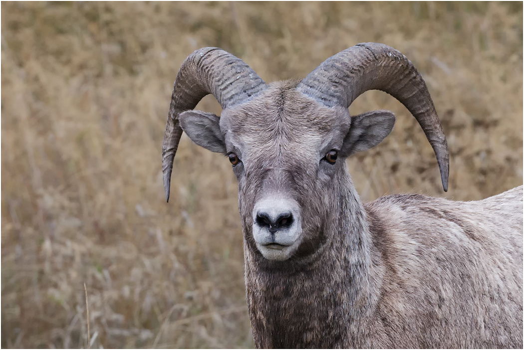 Young Bighorn Ram, Alberta, Canada