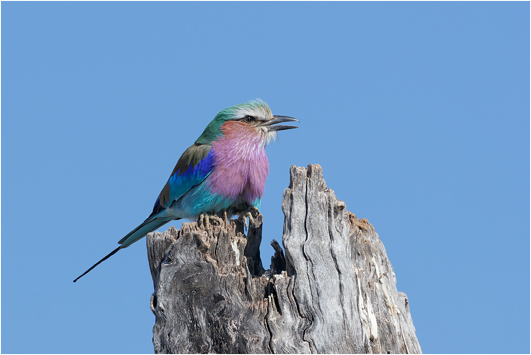 Lilac-breasted Roller -  Chobe River, Botswana