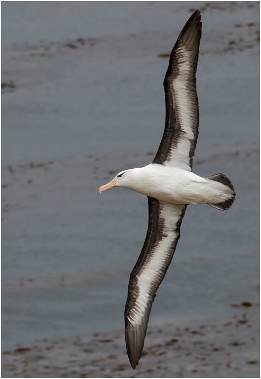 Black-browed Albatross