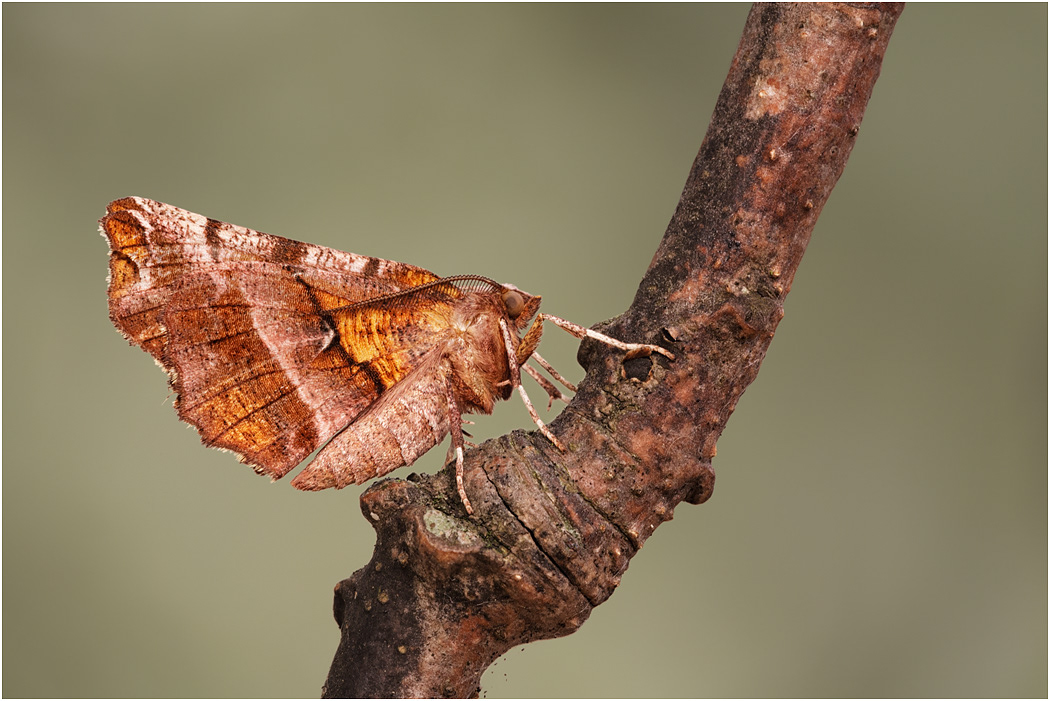 Early Thorn Moth