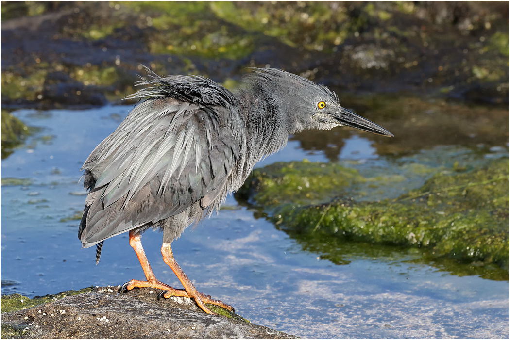 Lava Heron, Galapagos Islands