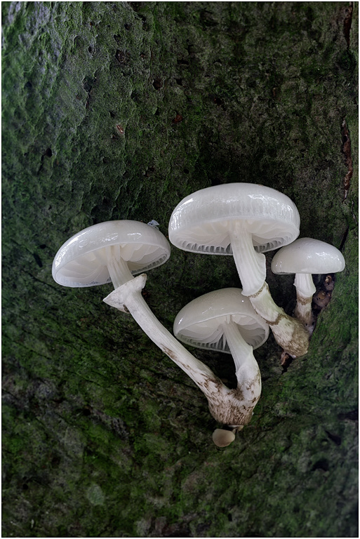 Porcelain Fungus - Oudemansiella mucida