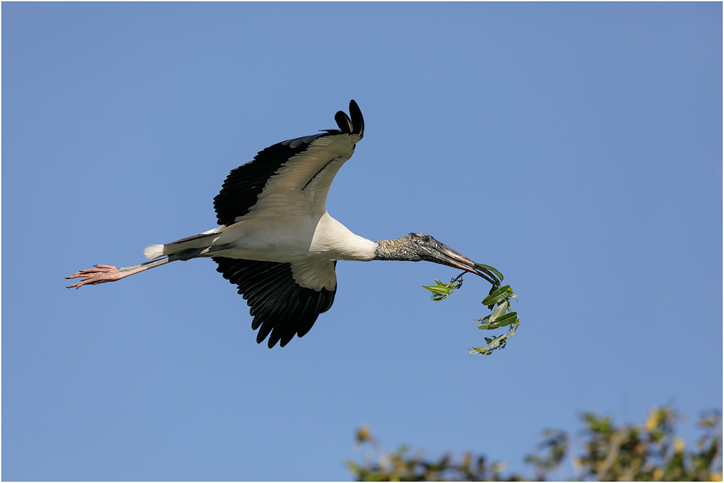Wood Stork flying to nest, Florida, USA
