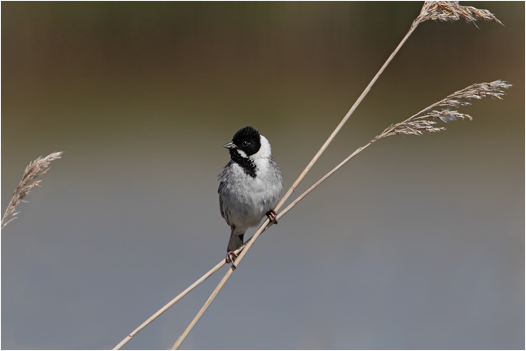 Reed Bunting, male, Norfolk