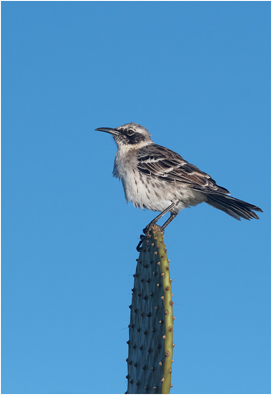 Galapagos Mockingbird