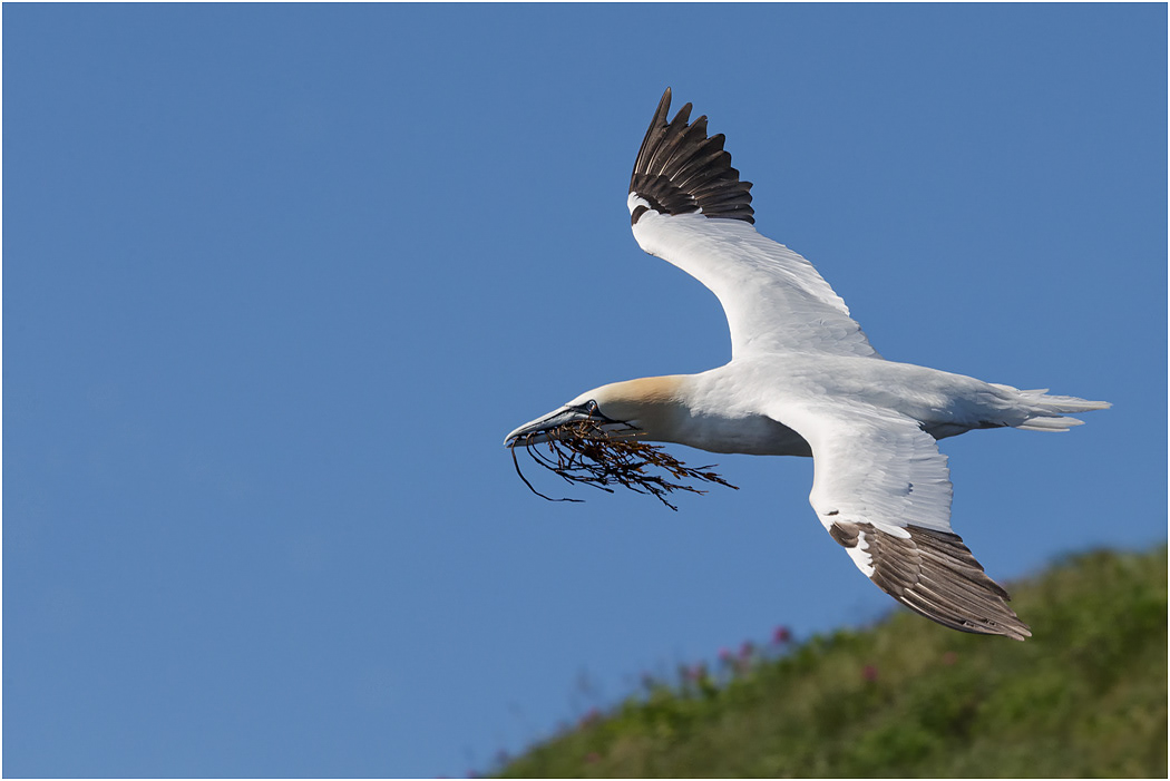 Northern Gannet in flight