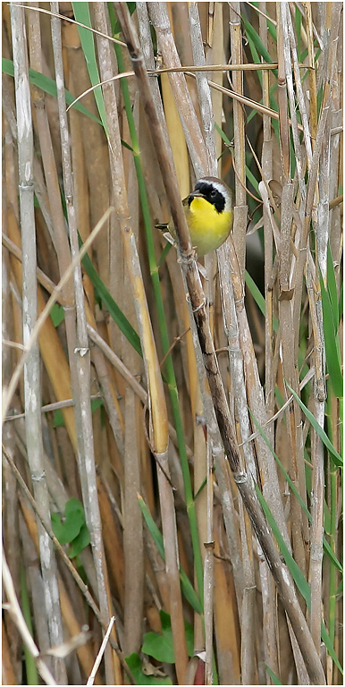 Common Yellowthroat, Florida