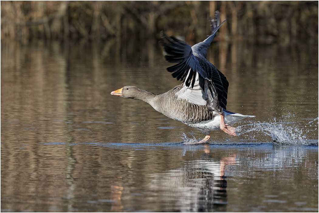 Greylag Goose taking off