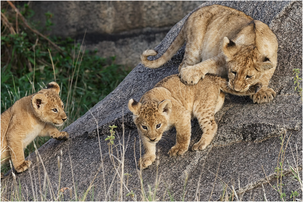 Lion cubs at play - Central Serengeti, Tanzania