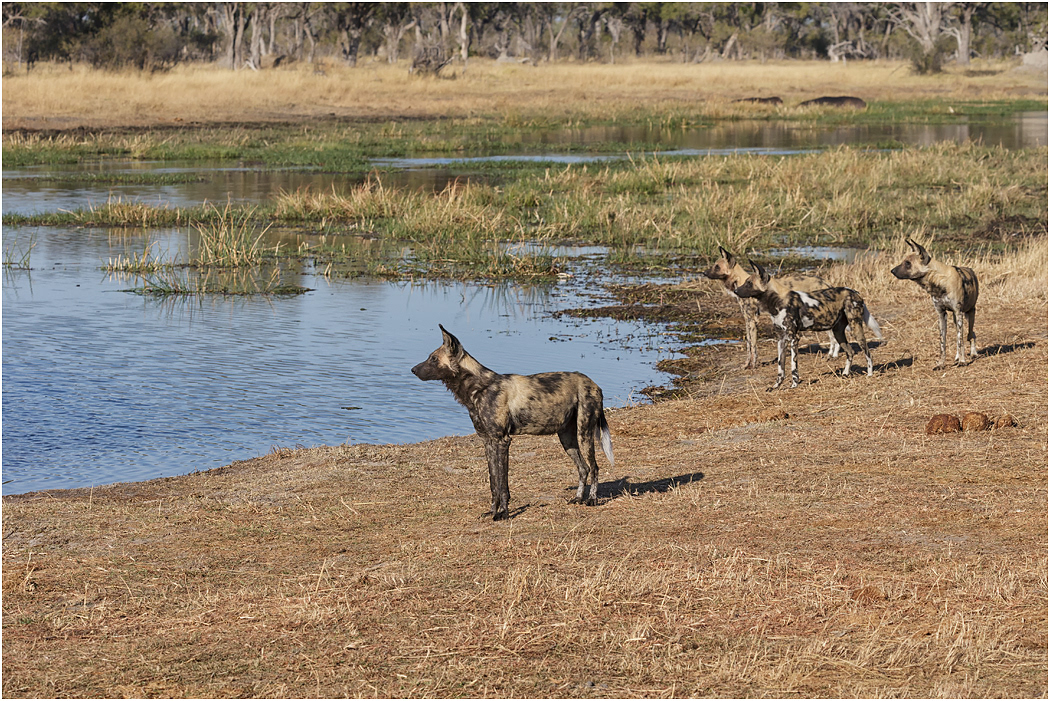 Wild Dogs - Botswana