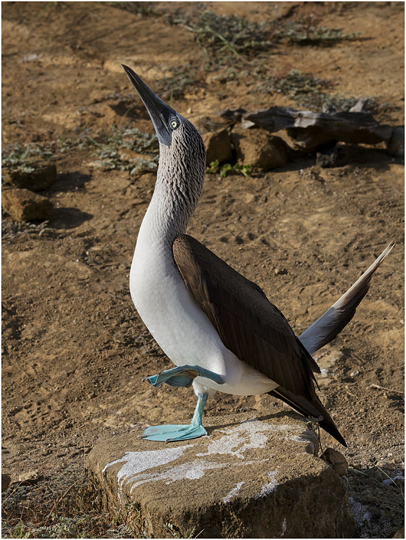 Blue-footed Booby - courtship dance, Galapagos Islands