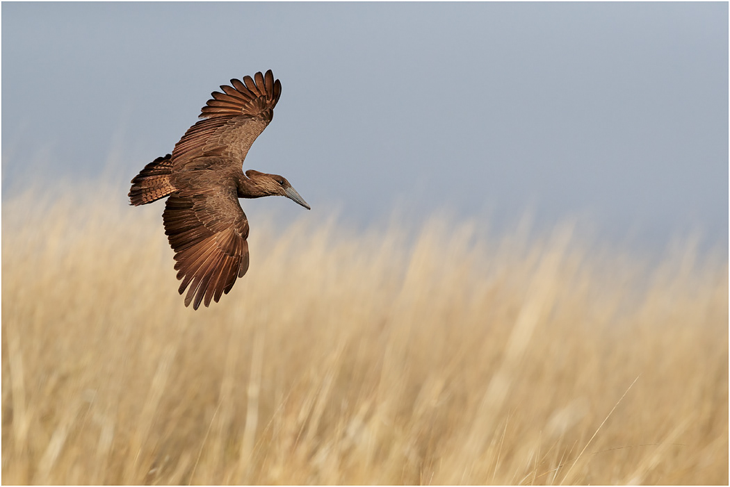 Hamerkop in flight - Chobe River, Botswana