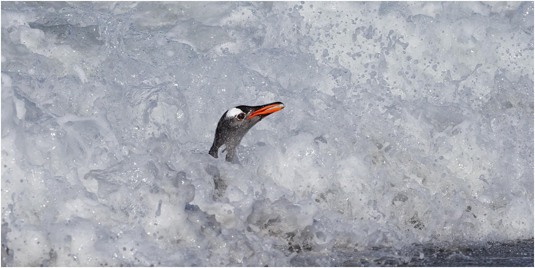 Gentoo Penguin emerges through the surf