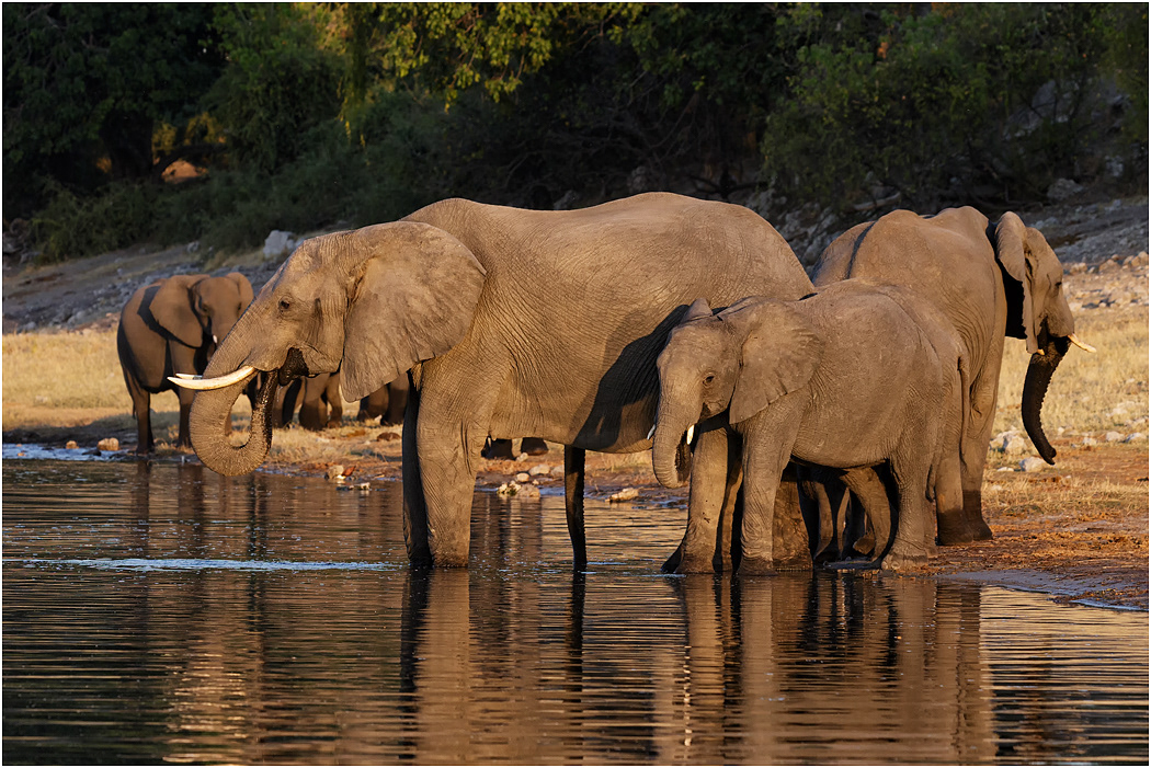 Elephants drinking - Chobe River, Botswana
