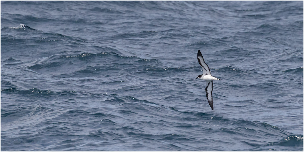 Galapagos Shearwater in flight