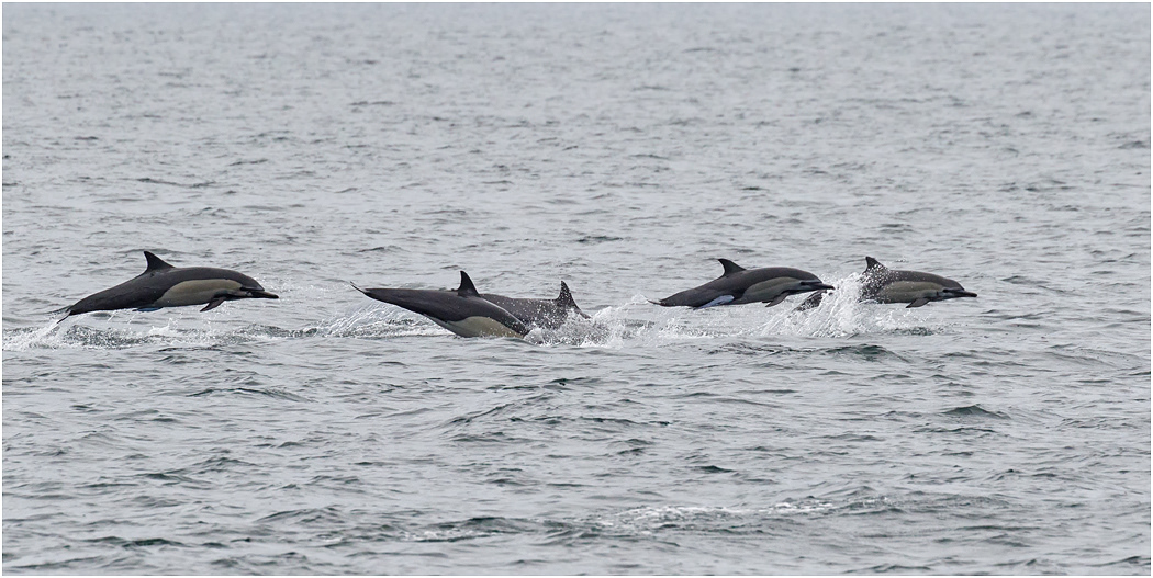 Common Dolphin porpoising, Galapagos Islands
