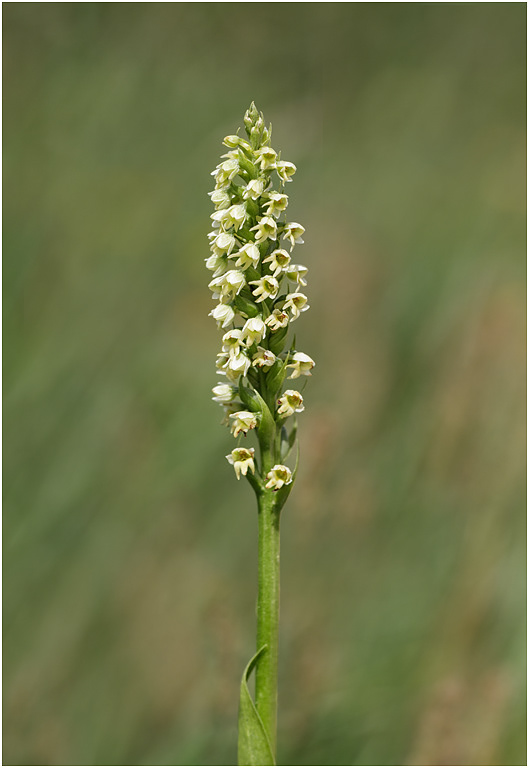 Small White Orchid, Pseudorchis albida