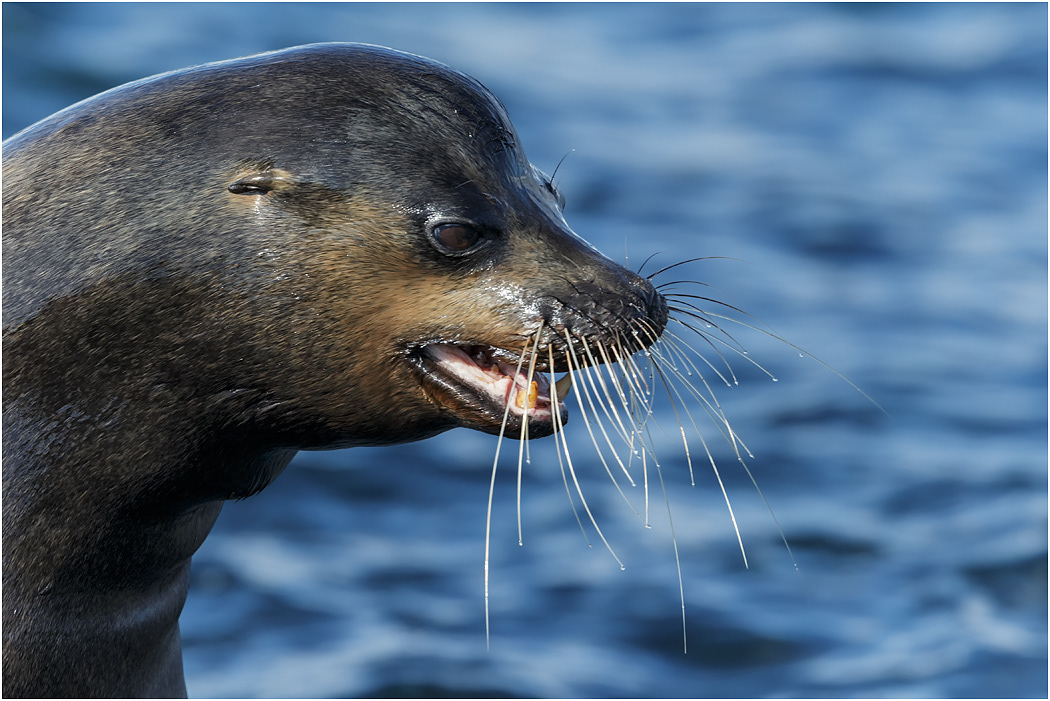 Galapagos Sea Lion