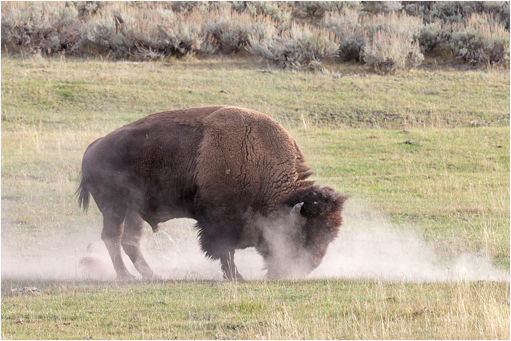 Bison Bull marking territory, Yellowstone NP, Wyoming, USA