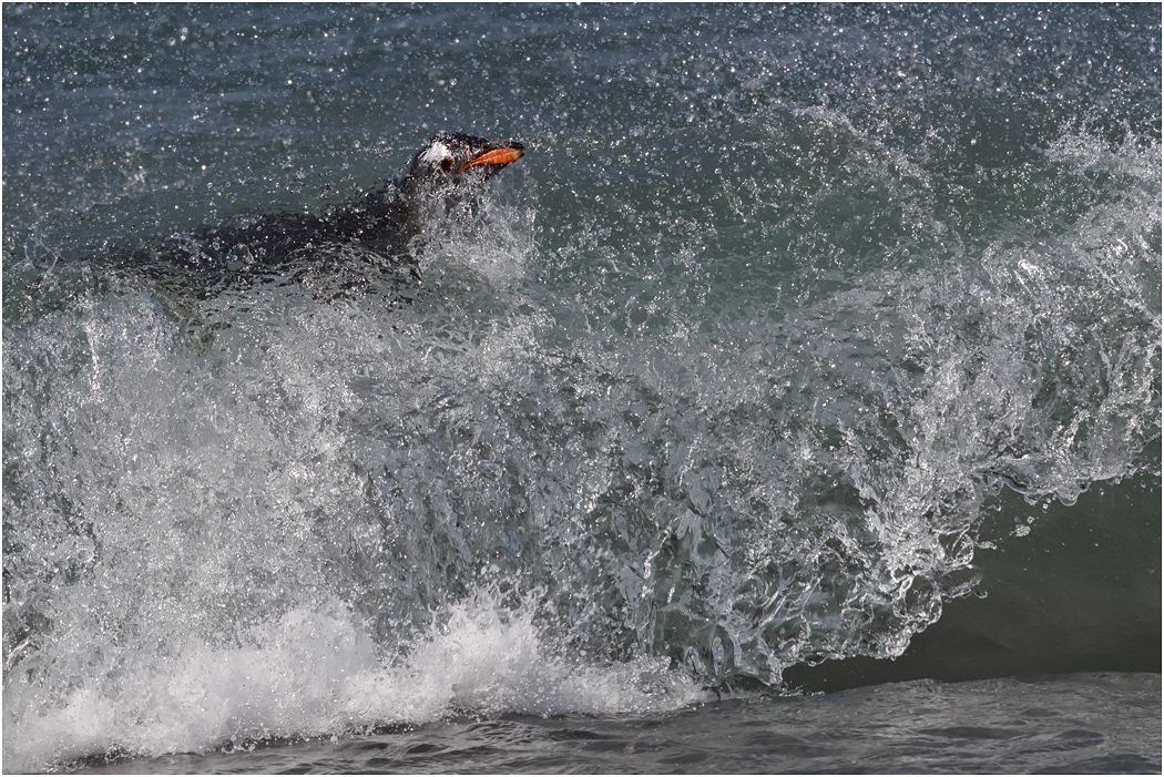 Waves break over a returning Gentoo