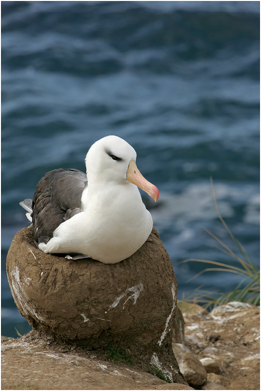 Black-browed Albatross incubating