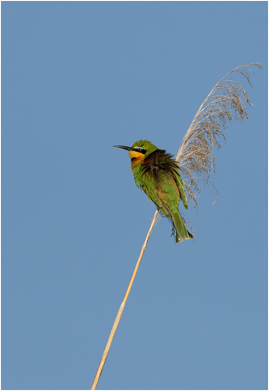 Little Bee-eater - Chobe River, Botswana