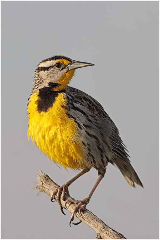Eastern Meadowlark, Florida, USA