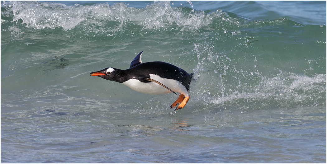 Gentoo Penguin racing the waves
